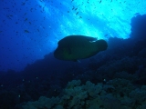 Humphead wrasse on Daedalus Reef, Red Sea