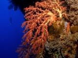 Soft coral on Daedalus Reef, Red Sea