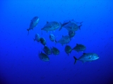 Trevaille on Daedalus Reef, Red Sea