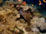 Moray Eel on Elphinstone Reef, Red Sea