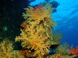 Soft corals on Ghiannis D shipwreck by Tim Nicholson