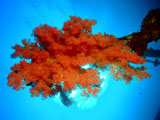 Soft coral on Ghiannis D shipwreck by Tim Nicholson