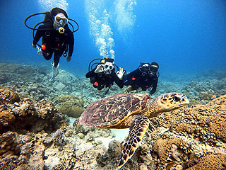 Aqaba Leaders divers