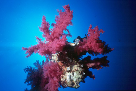 Diving Red Sea