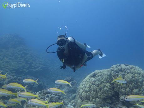 Egypt Divers underwater Red Sea