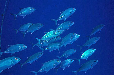Trevally in the Red Sea by Tim Nicholson