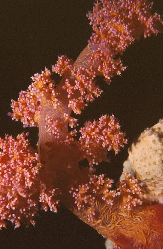 Red Sea Soft Coral Photo