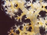 Soft Coral Photo