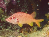Red Sea Squirrel Fish