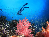 Diving Phi Phi Islands with Thailand Divers