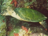 Red Sea Turtle, Red Sea