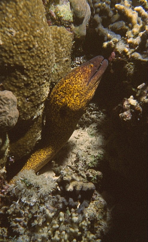 Orange-eyed Moray Eel